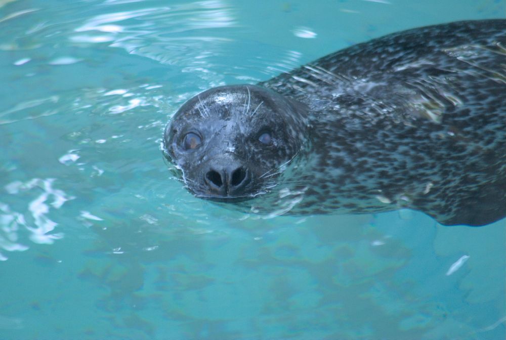 Harbor seal poking its head out of the water, turning its head to face the camera as its body extends out of frame to the right. Its eyes are round and irises large, and its nostrils are flared. It has whiskers on its nose and just above its eyes; the whiskers are long and white.