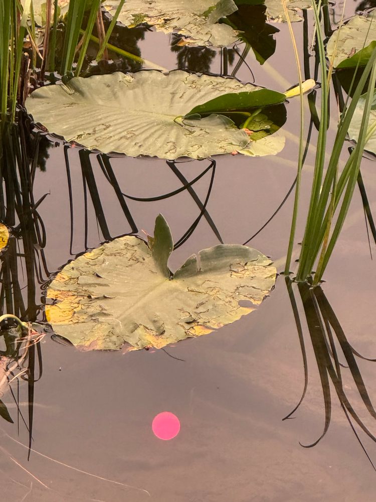 Sun reflected in a pond with lily pads. 
