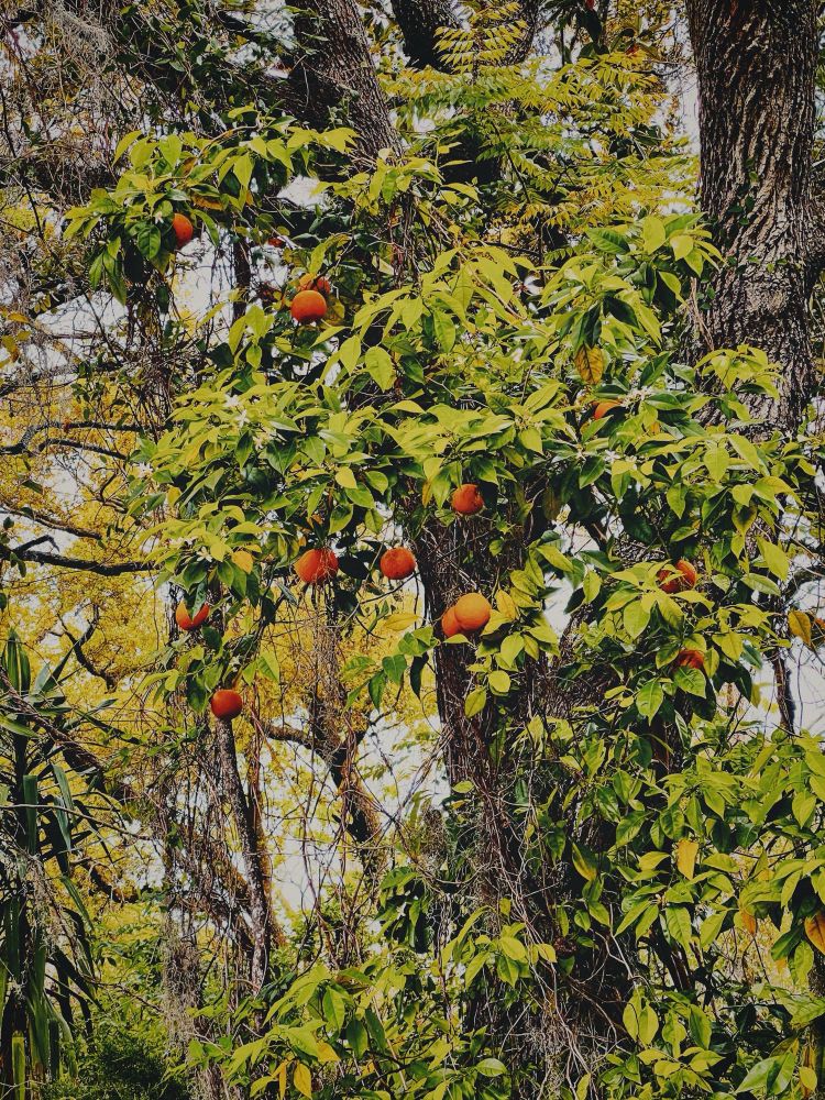 A lush tree displaying vibrant green leaves interspersed with several ripe oranges. The background features additional greenery, creating a rich, natural setting.