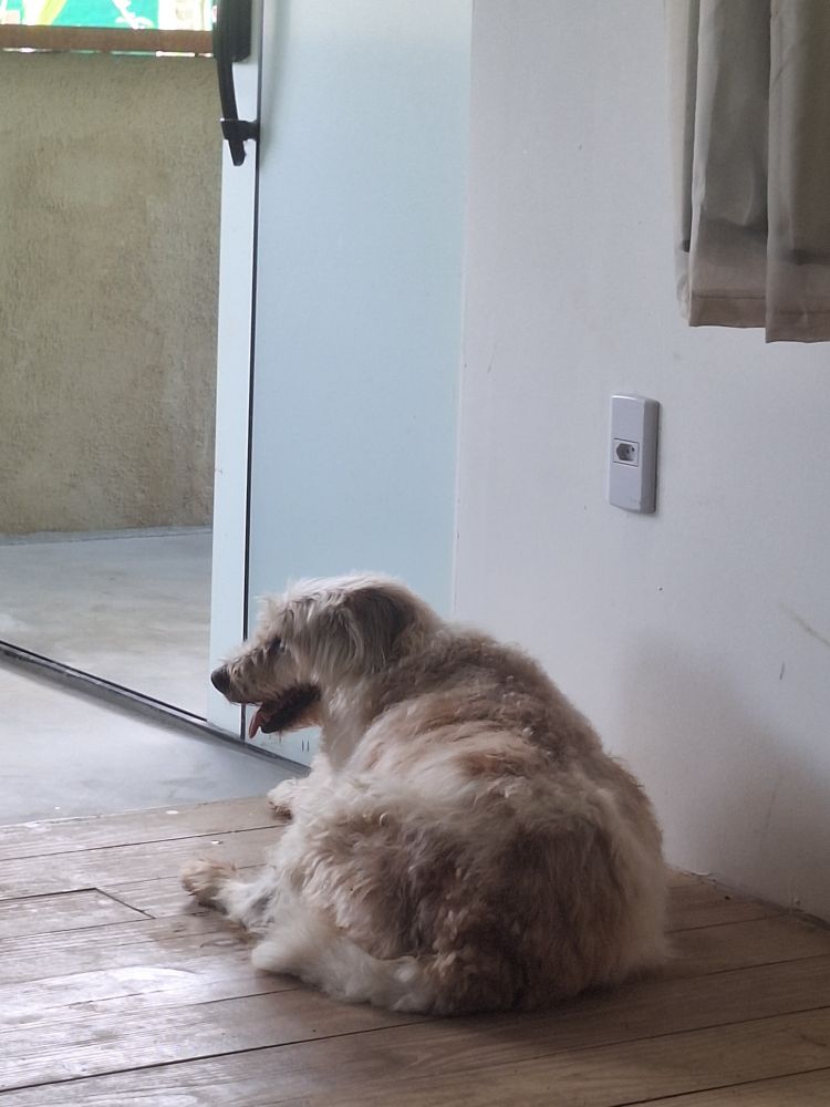 Conana, minha cadela vira-lata-fiapo-de-manga deitada perto da porta aparentando estar com calor