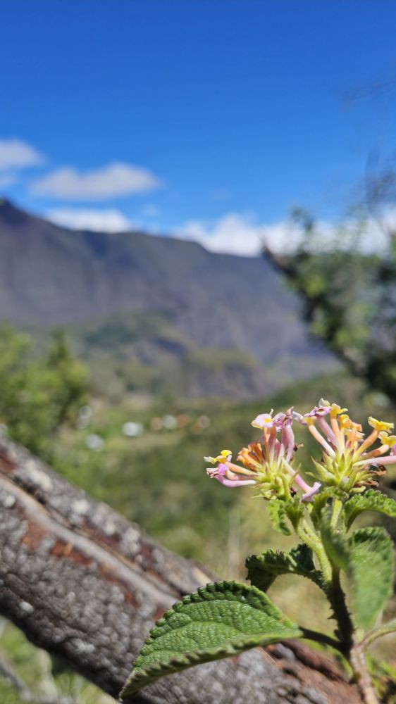 Photo d'une fleur avec en arrière plan le cirque de mafate flou