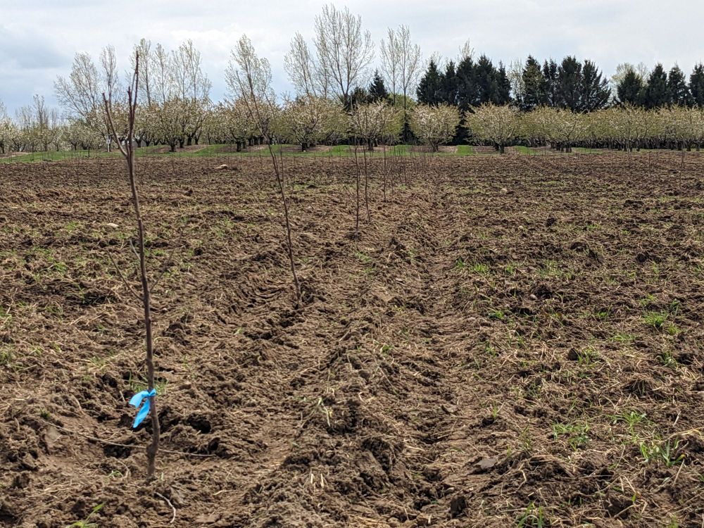 New cherry trees in foreground, old in the back