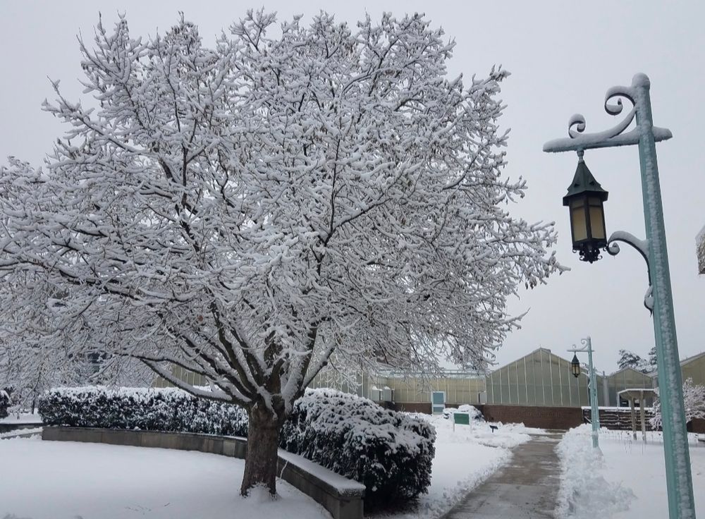 MSU Horticulture Gardens in winter