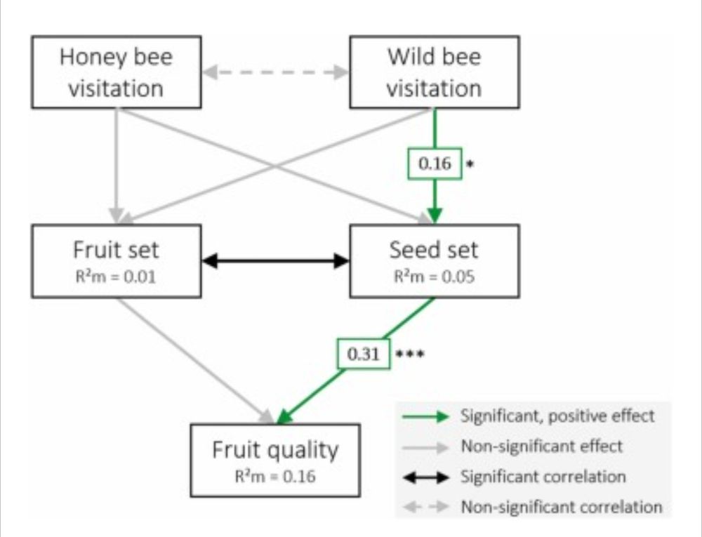 Figure from Eeraerts et al. 2025 showing how wild bees support blueberry yields.