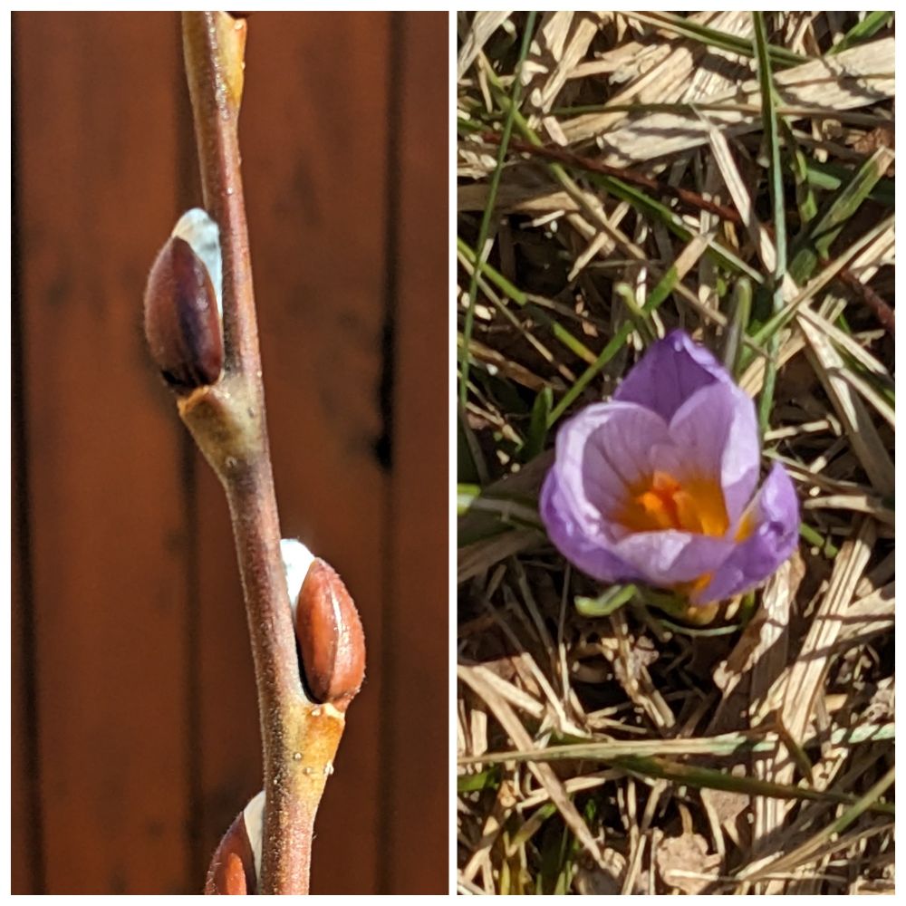 A willow bud emerging, and a crocus in bloom in Lansing on March 8 2025