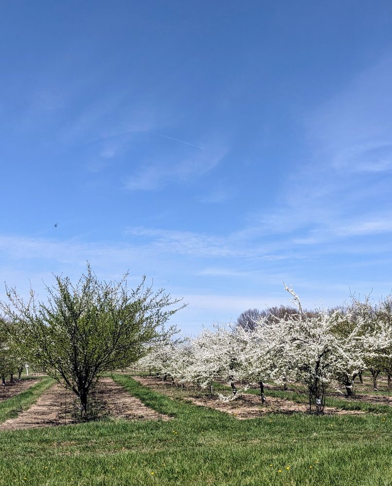Plum trees in bloom at the Trevor Nichols Research center of Michigan State University