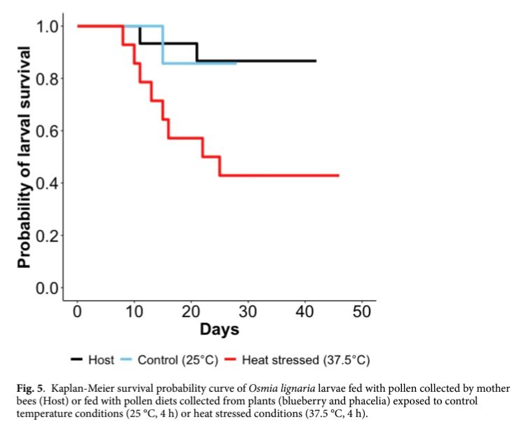 Results of an experiment where mason bees were fed pollen from plants exposed to extreme heat, or not. Survival of bee larvae was much lower when fed heated pollen.