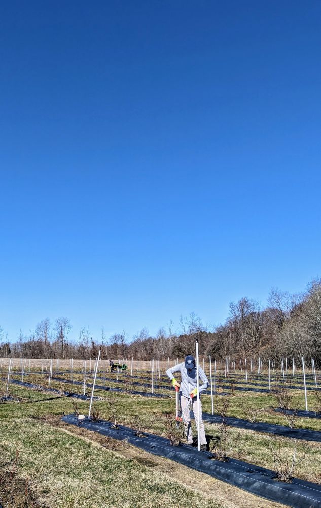 Pruning crew working on young blueberries