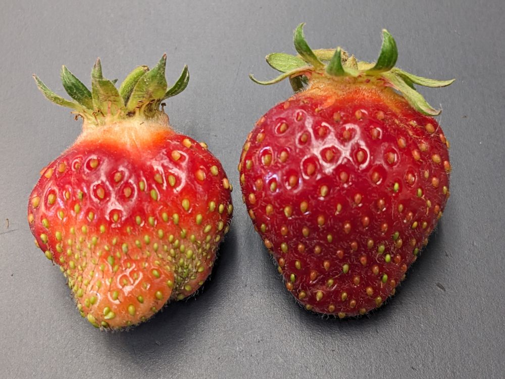 Two strawberries from an insect control trials, showing untreated (left) and treated (right)