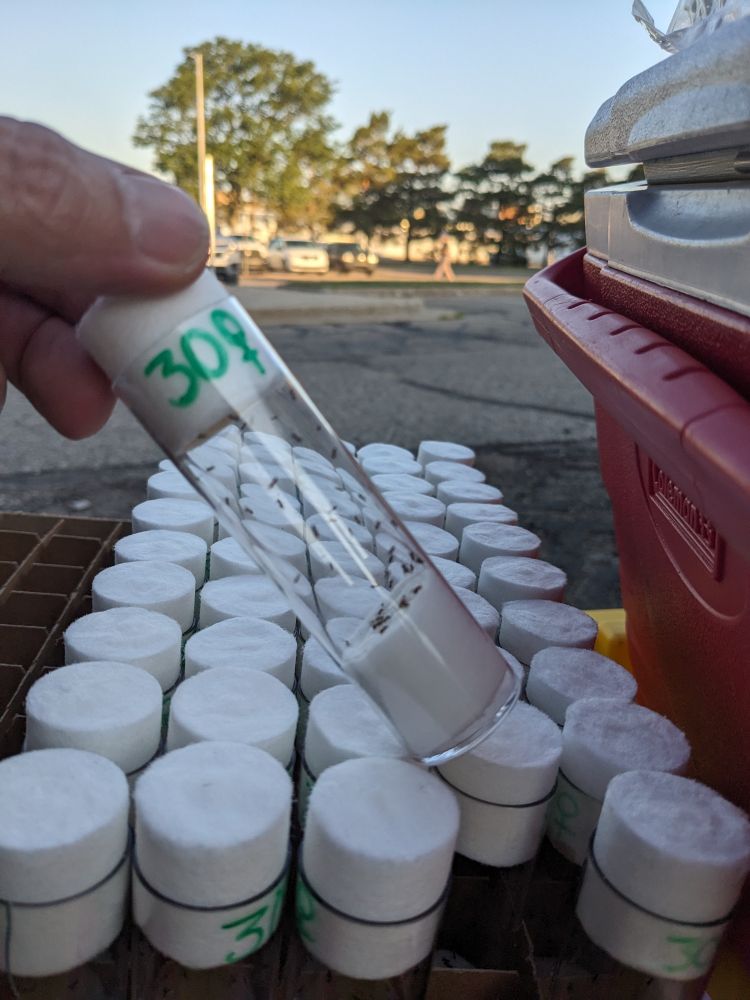 Containers with 30 female parasitic wasps