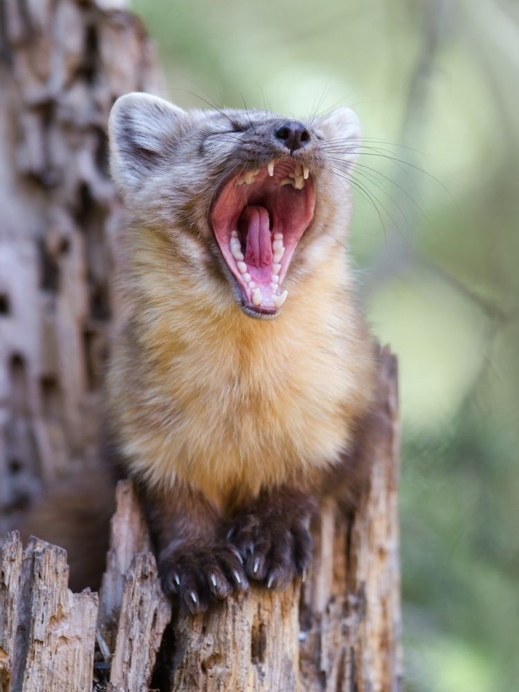 Pine marten on a log, yawning and baring teeth