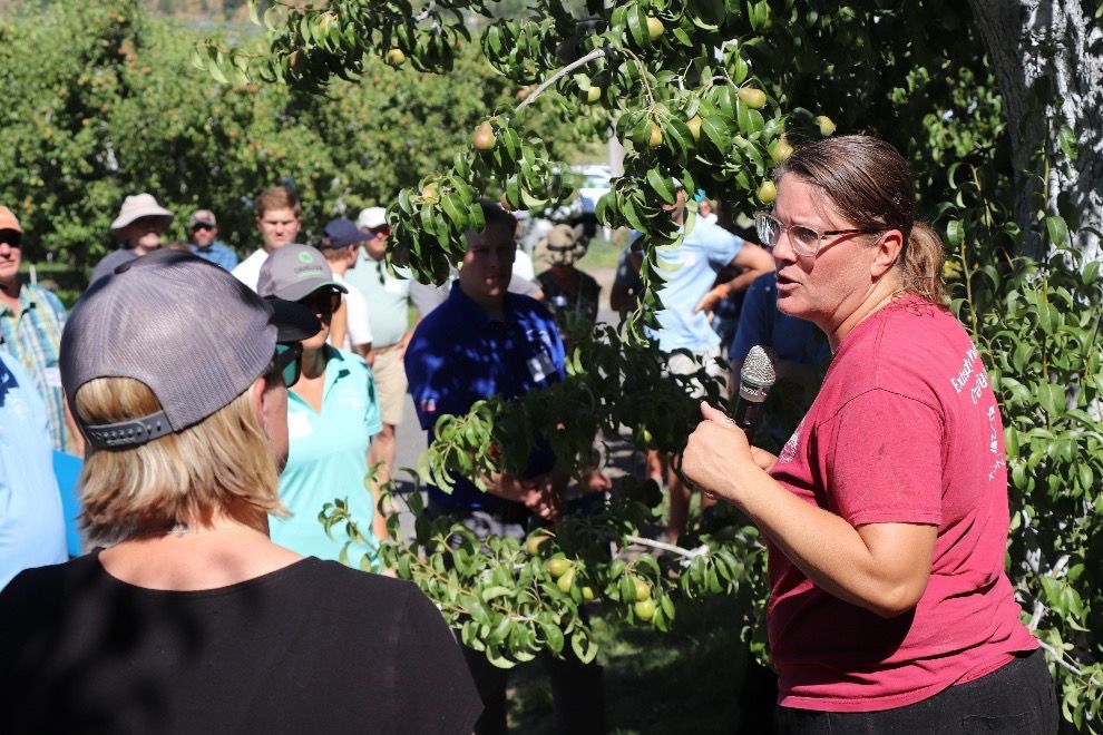 A person stands next to a pear tree talking to a large group of people.