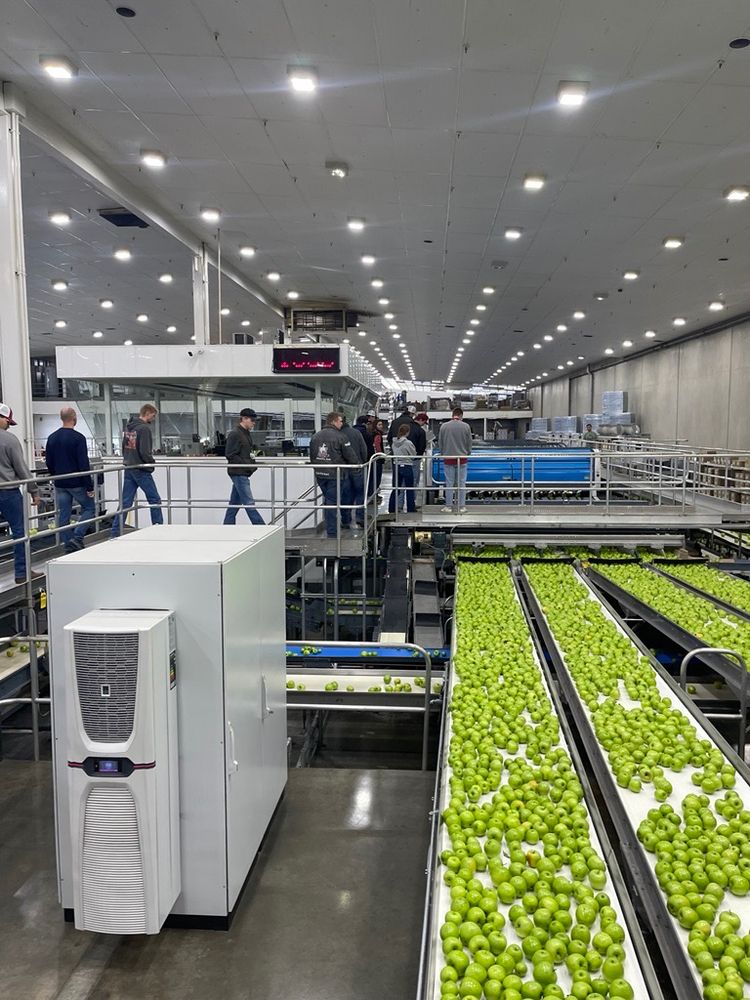 Several people move on a raised walkway in a large factory. Just beneath them, 5 different conveyor belts are seen, each covered in bright green apples.