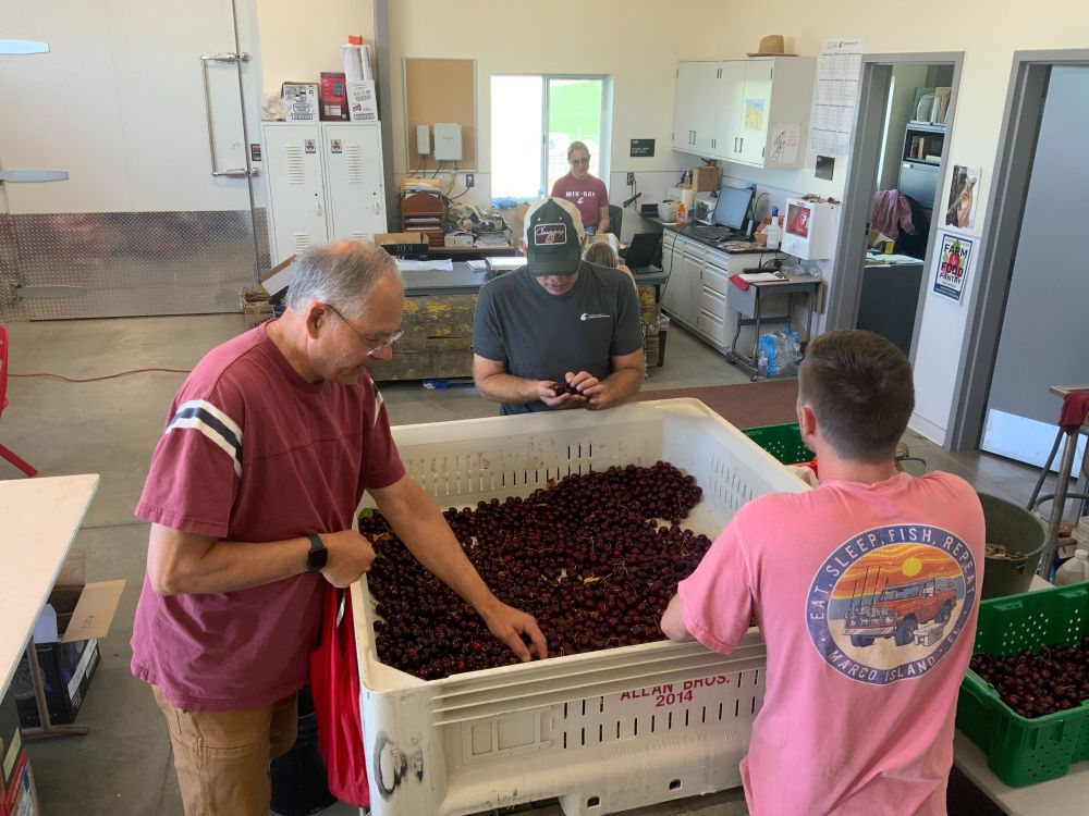 Three people gather around a bin filled with cherries. One of the people reaches into the bin. In the background, another person is standing.