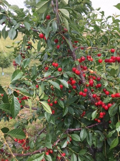 Bright red cherries hang from a tree.