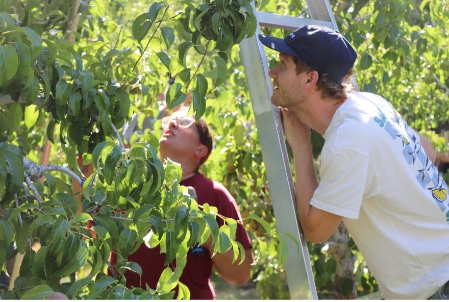 2 people stand on ladders looking up into a pear tree.