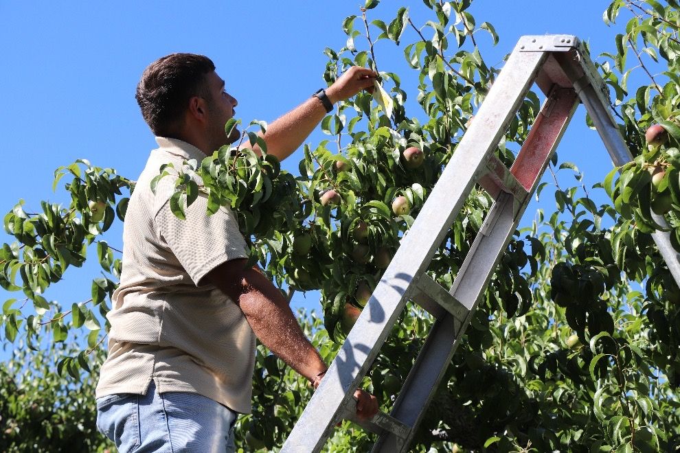 A person stands on a ladder reaching out into a pear tree for a piece of paper attached at the top.