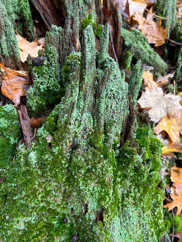 The remnants of a rotted stump are covered in vibrant green moss and blue-green lichen. Brown leaf litter is scattered at the base of the log.