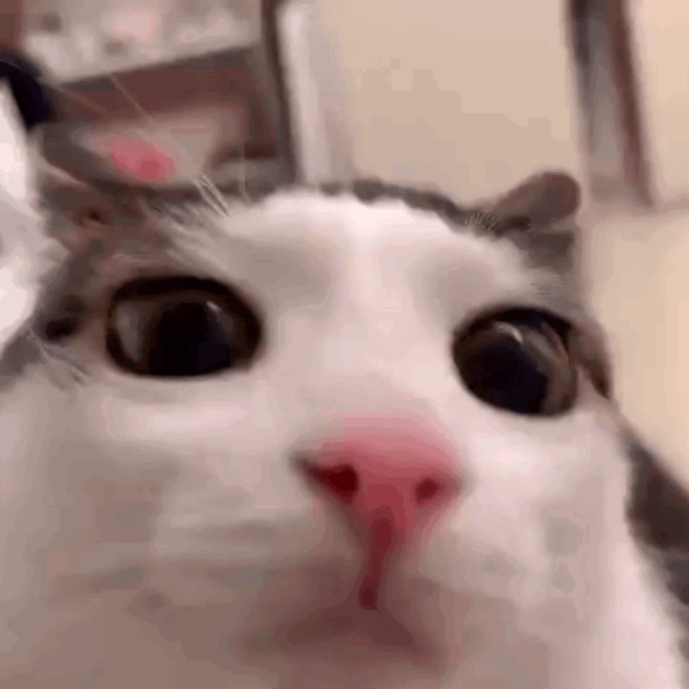 a close up of a cat 's face with a pink nose looking up at the camera .