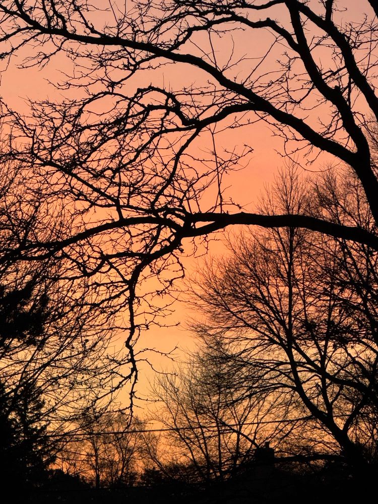 A peachy-pink sunrise, framed by the silhouettes of black tree branches and a telephone wire. It looks warm and soothing. Good morning! 