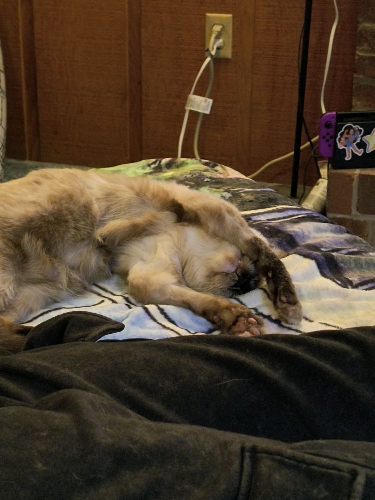 Nemo the Siamese cat stretching on our couch 