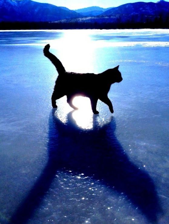 Comment image