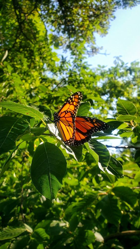 A monarch butterfly on a leaf in the sun with branches leaves and blue sky in the background