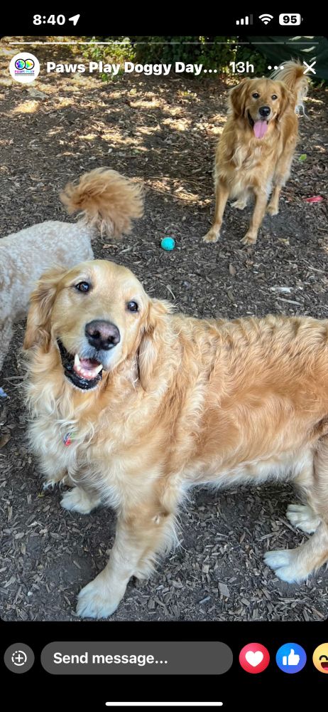 A screenshot of a FB post from doggy day care of a blonde golden retriever smiling toward the photographer while waiting for his ball to be thrown. Another golden retriever stands in the background, waiting for the same thing and the tail of a doodle the same color is in between them.