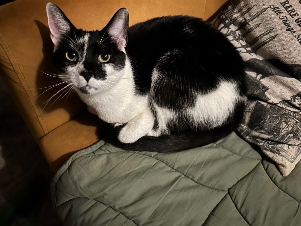 A beautiful, bright-eyed black and white cat sits on a golden velvet chair and regards its  photographer with mild bemusement.