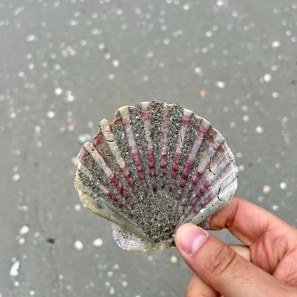 Jakobsmuschel, am Strand gefunden