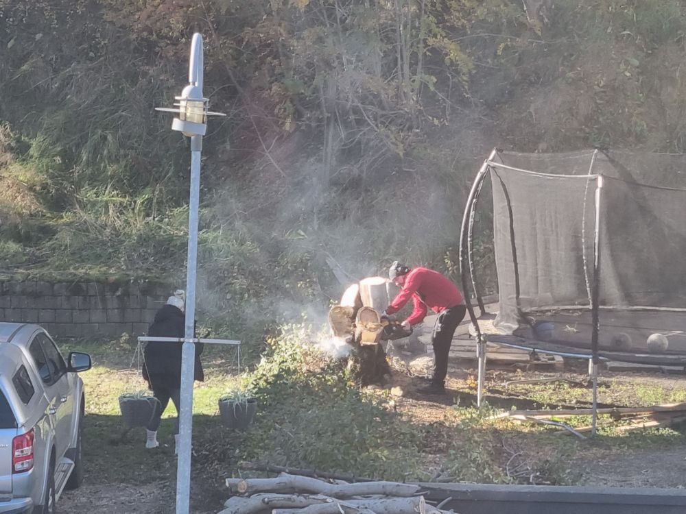 Maður að saga niður tré með vélsög meðan kona týnir upp greinar og kvisti og setur í kerru sem sést ekki á myndinni. 