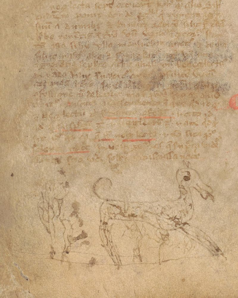 Een middeleeuws handschrift met een tekening van een brutaal uitziend paard dat met de tong uit de mond langsloopt.