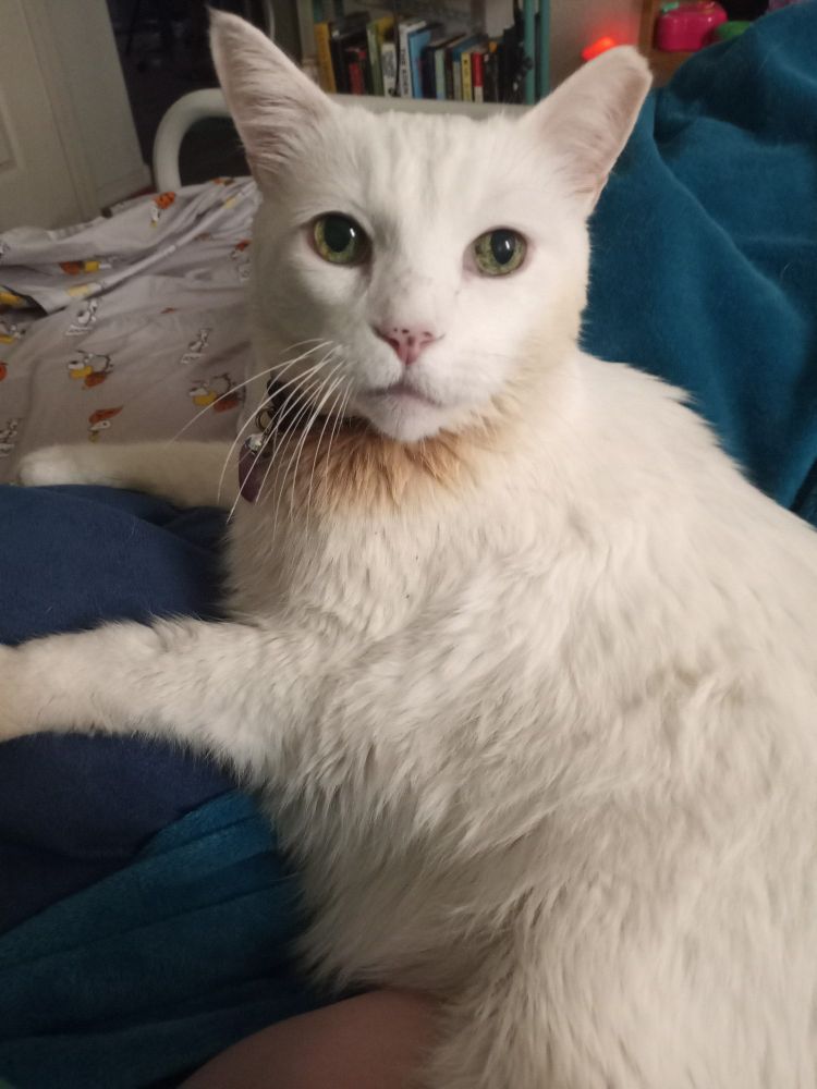 A white cat lays on a bed, looking at the camera