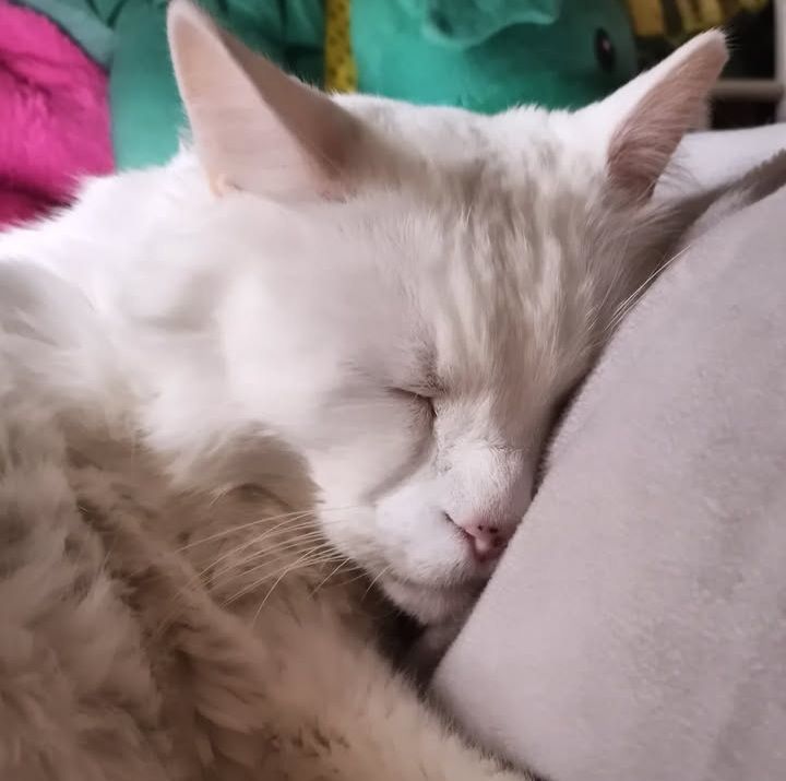 A white cat sleeps with his cheek smashed into a pillow.