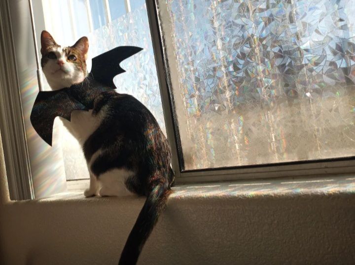 A tabby cat wearing black felt wings sits in a window.