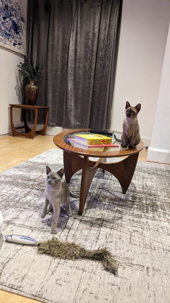 Blue Tonkanise Dashi sitting on a next to coffee table. Chocolate Tonkanise Nam Pla sits on the table. They are staring into the middle distance at something only they can see