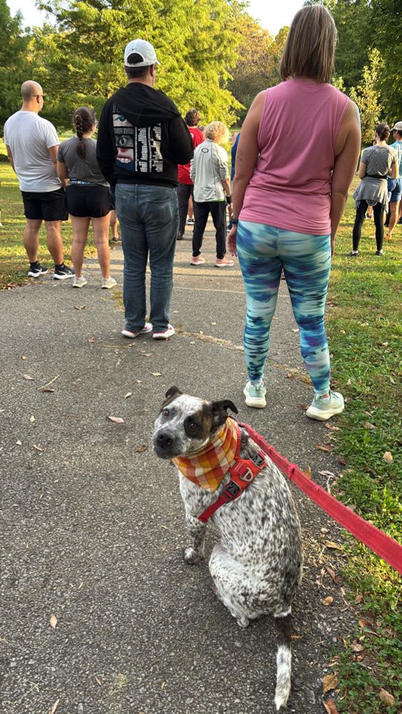 A wild dingo at parkrun 