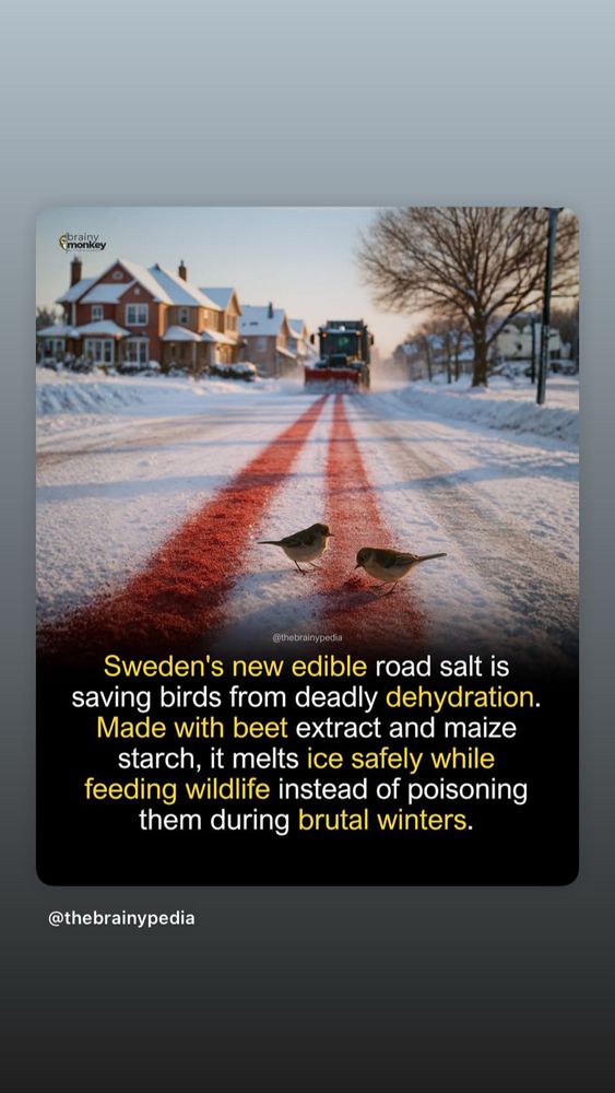 Sweden's new edible road salt is saving birds from deadly dehydration.
Made with beet extract and maize starch, it melts ice safely while feeding wildlife instead of poisoning them during brutal winters.