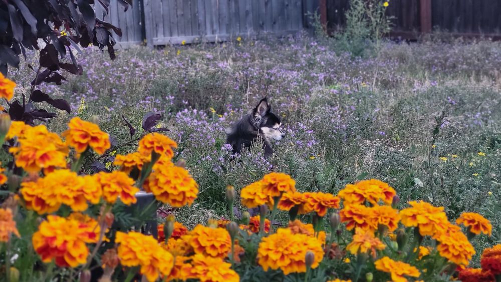 A little black and tan Chihuahua in a field of wildflowers 