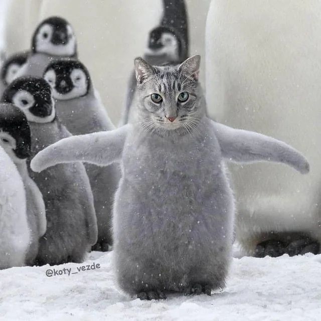 An anti-fascistic hip cat x baby Heron Island penguin with wings up, bcos Canada is more Aussie than USA #caturday