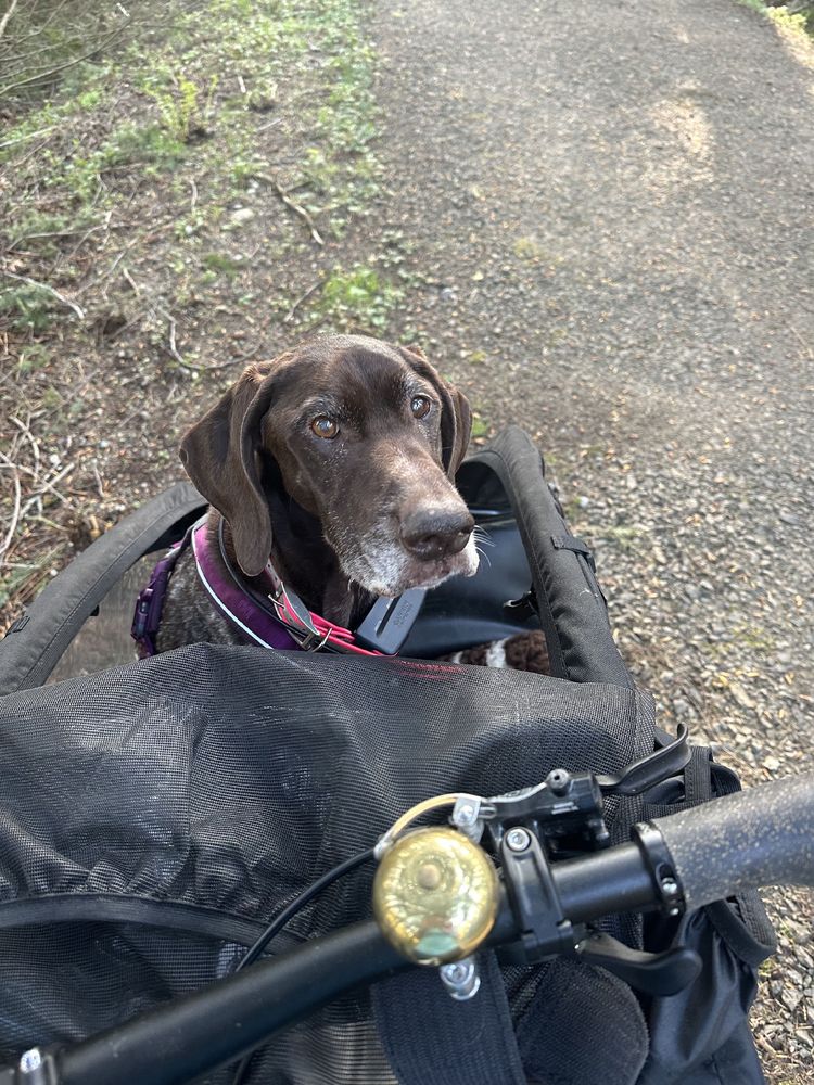 A GSP sitting in the front of a cargo bike.