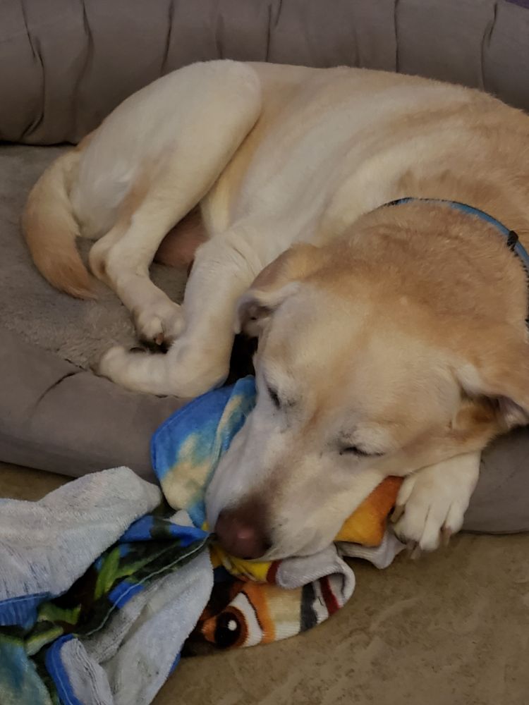 a picture of a yellow labrador lying in a dog bed. her face is noticeably more tan than recent pictures of her 