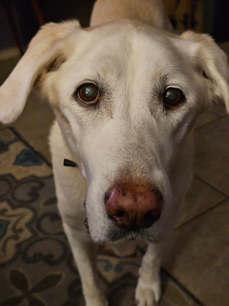 a close up of a yellow Labrador's face. she is looking at the camera with pleading eyes