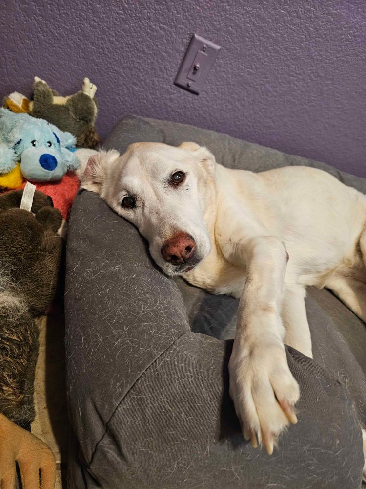 a yellow labrador lying in her bed. she is reaching out her front paw to towards the camera 