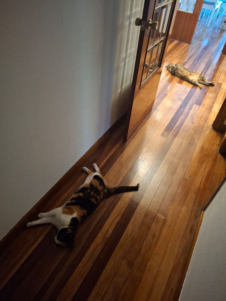 Dos gatas, una atigrada y otra tricolor, desperdigadas por el suelo de un pasillo.