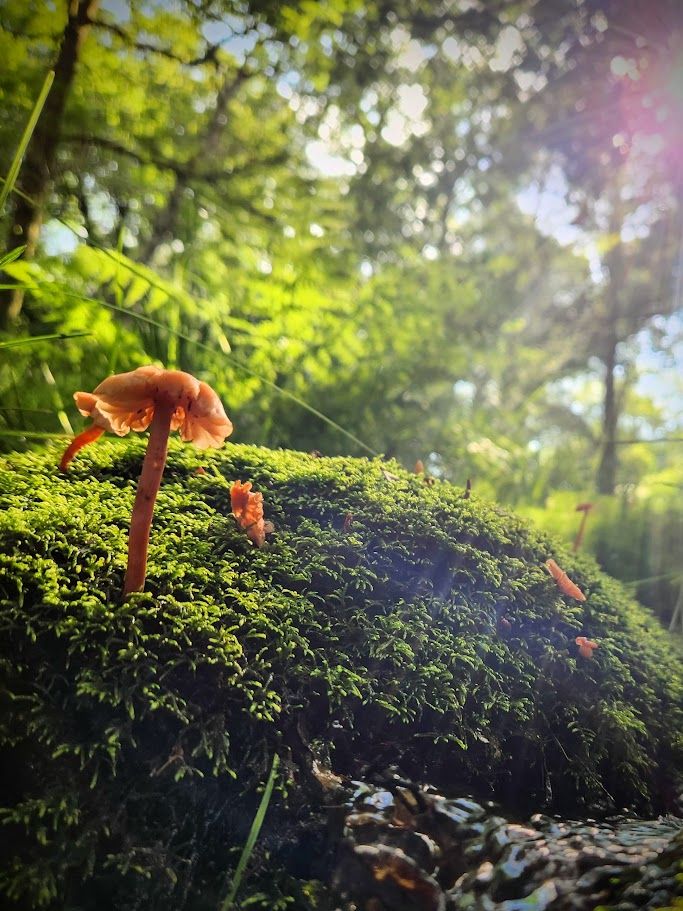 An orange mushroom standing on a mossy bed next to a rivulet, in the woods. The sunlight is streaming through the trees to light  up the mushroom and moss in a golden glow. You can see the blue sky through the trees. The picture is mostly green, with a little pop of orange mushroom.