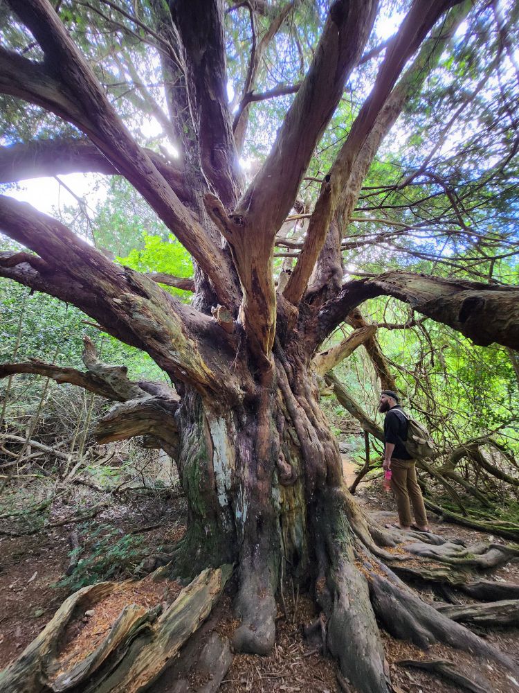 A huge, ancient Yew tree, with it's branches and roots spreading outward from it's trunk. You can see the blue sky and green leaves of other trees in the background. A man walks next to the tree to give a sense of its size - he is much smaller than the tree.