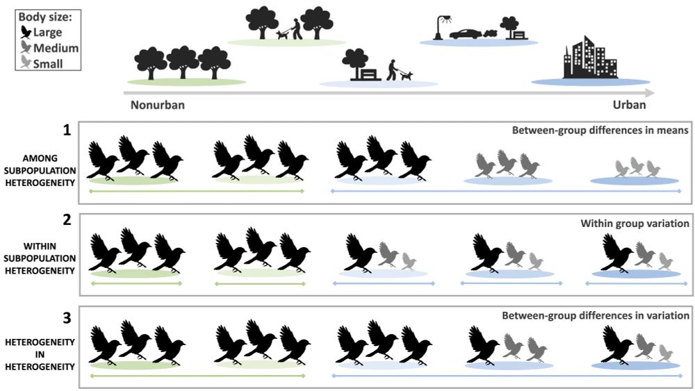Visual representation of tested hypotheses showing how urbanization can affect phenotypic variation at different population levels.
