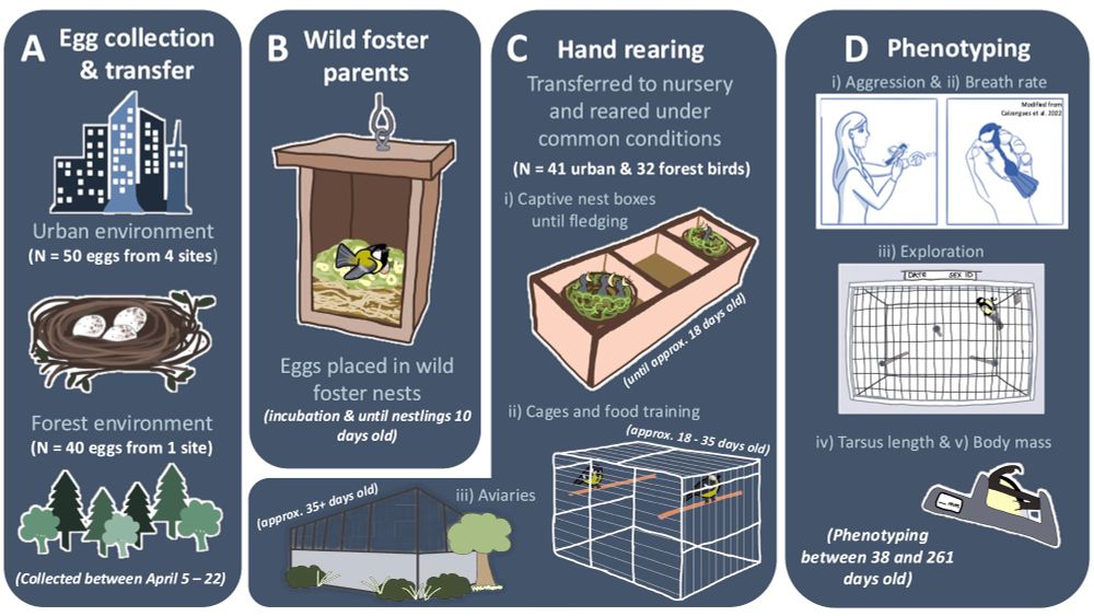 Visual representation of common garden procedure. 