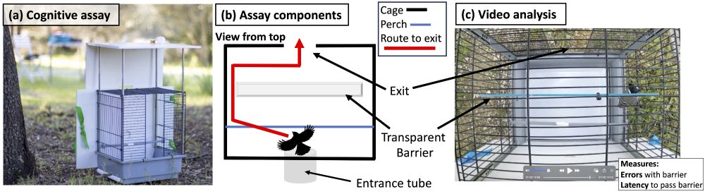 Figure showing cognitive task administered to wild great tits in the field.